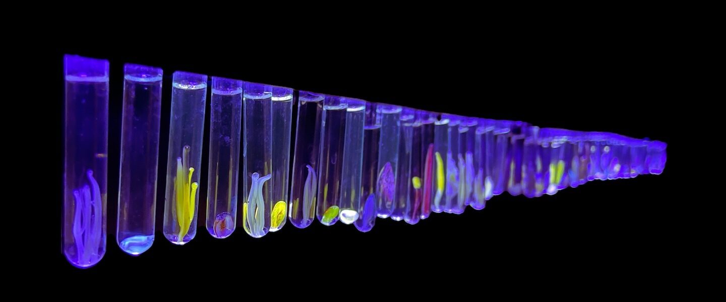 IMAGE03 Lindsay Le Blanc Uranium Seed Survey