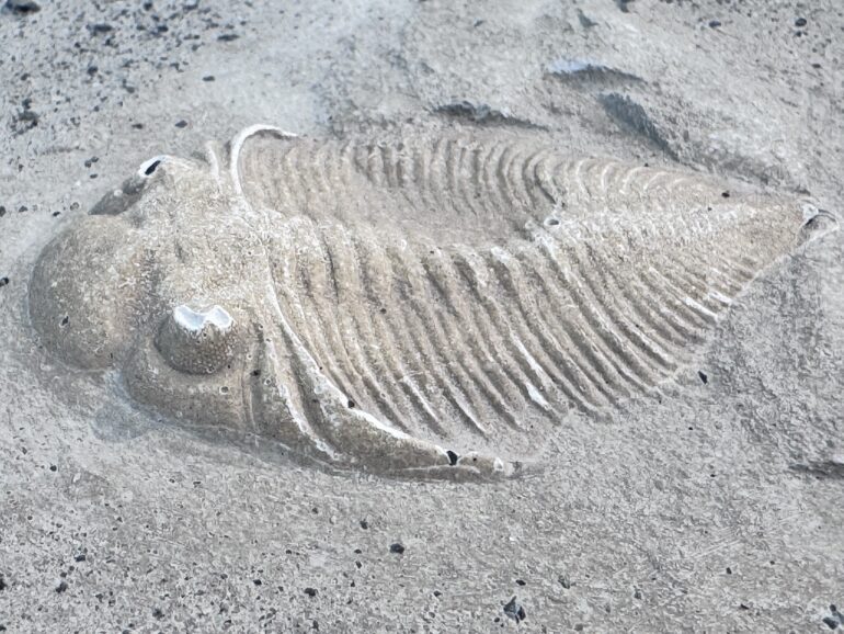 Bernie Colhoun, Before Us –Fossil Series, Jesmonite cast scientific fossil models, 57 x 57 x 3.5cm, 2025