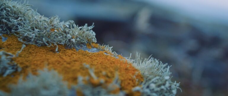 Bettina Seitz, film still Monk, 2024, HD digital film 2.35:1, duration 22 min 42 sec, filmed on Inishmurray Island with temporary, site-responsive sculpture installations in bees wax, cotton fabric and cinnamon, videography by Peter Martin &amp; Fionn Rogers and sound design by Joe Hunt, produced by Tread Softly, supported through an Arts Council Commissions Award and GoFundMe.