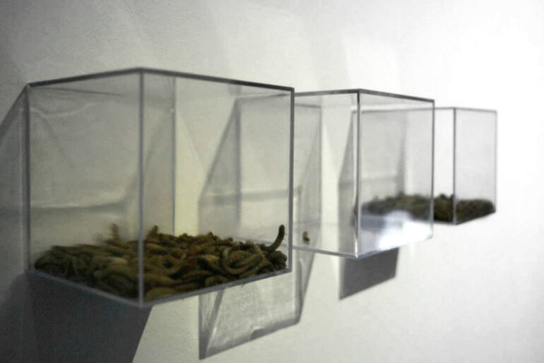 Sarah Lundy, Ideology &amp; Exile, live mealworms in Perspex cubes affixed to wall, each cube is 5inches square; shadow, 2014