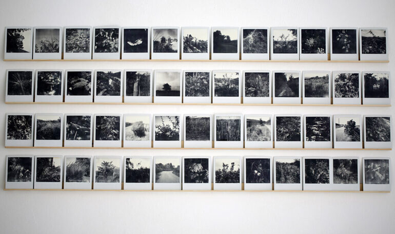 Christine Mackey, Hedgerow Polaroids, The Long Field, LSC, 2020