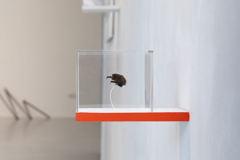 Mary Ruth Walsh, Found Pipistrelle Bat, photo: Eugene Lang, 2023